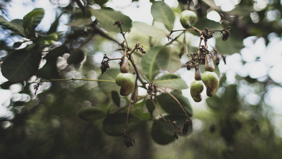 The Origin of Cashew Nuts: Where Do They Come From?
